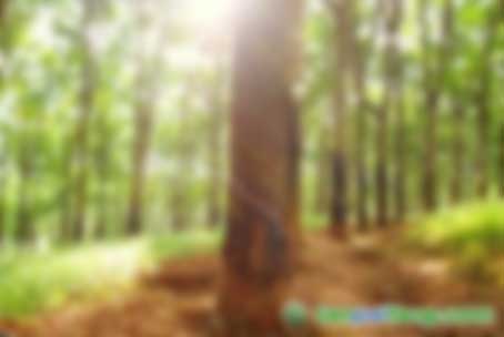熱科院專家評(píng)估橡膠林碳匯功能 海南橡膠林一年吸碳幾何？171萬(wàn)噸-180萬(wàn)噸！
