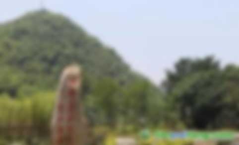 中關(guān)村綠色發(fā)展智庫專家、教授李金良：促進(jìn)我國CCER林業(yè)碳匯交易的建議