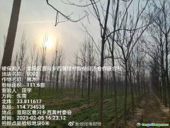 助力碳達(dá)標(biāo)，林木雙保障 全國(guó)首單楸樹(shù)碳匯指數(shù)保險(xiǎn)落地河南周口