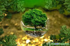 控排企業(yè)碳資產(chǎn)管理代運(yùn)營(yíng)：配額籌劃、合規(guī)化改造等數(shù)據(jù)優(yōu)化、碳交易金融化思維
